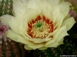 Echinocereus papillosus